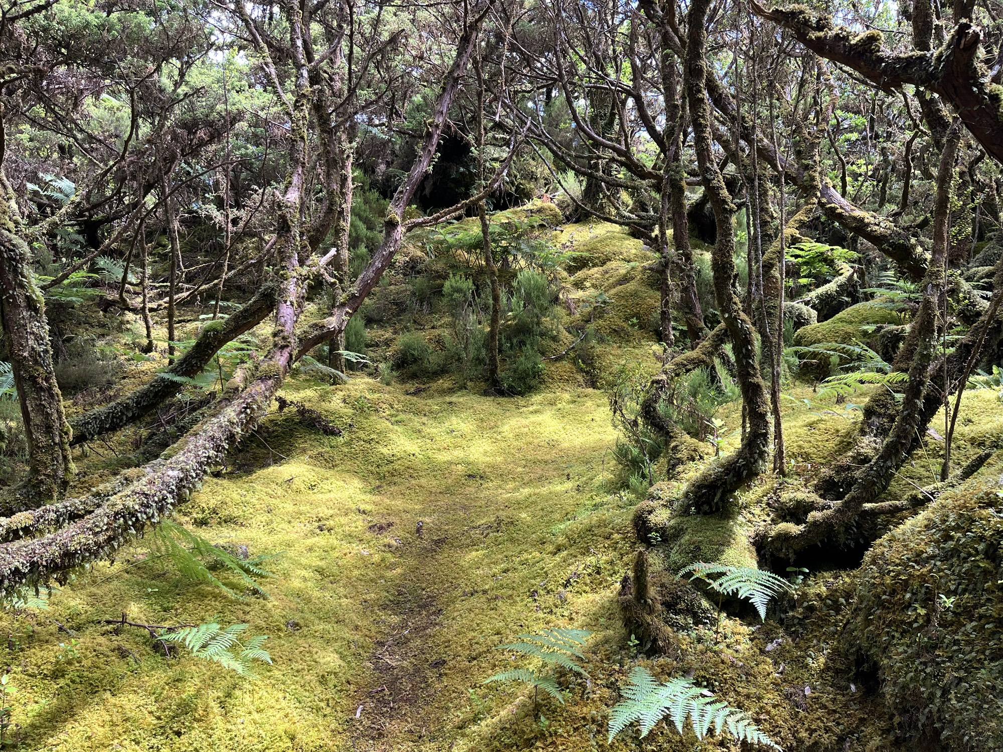 Trail do Misterios Negros (Terceira, Portogallo)