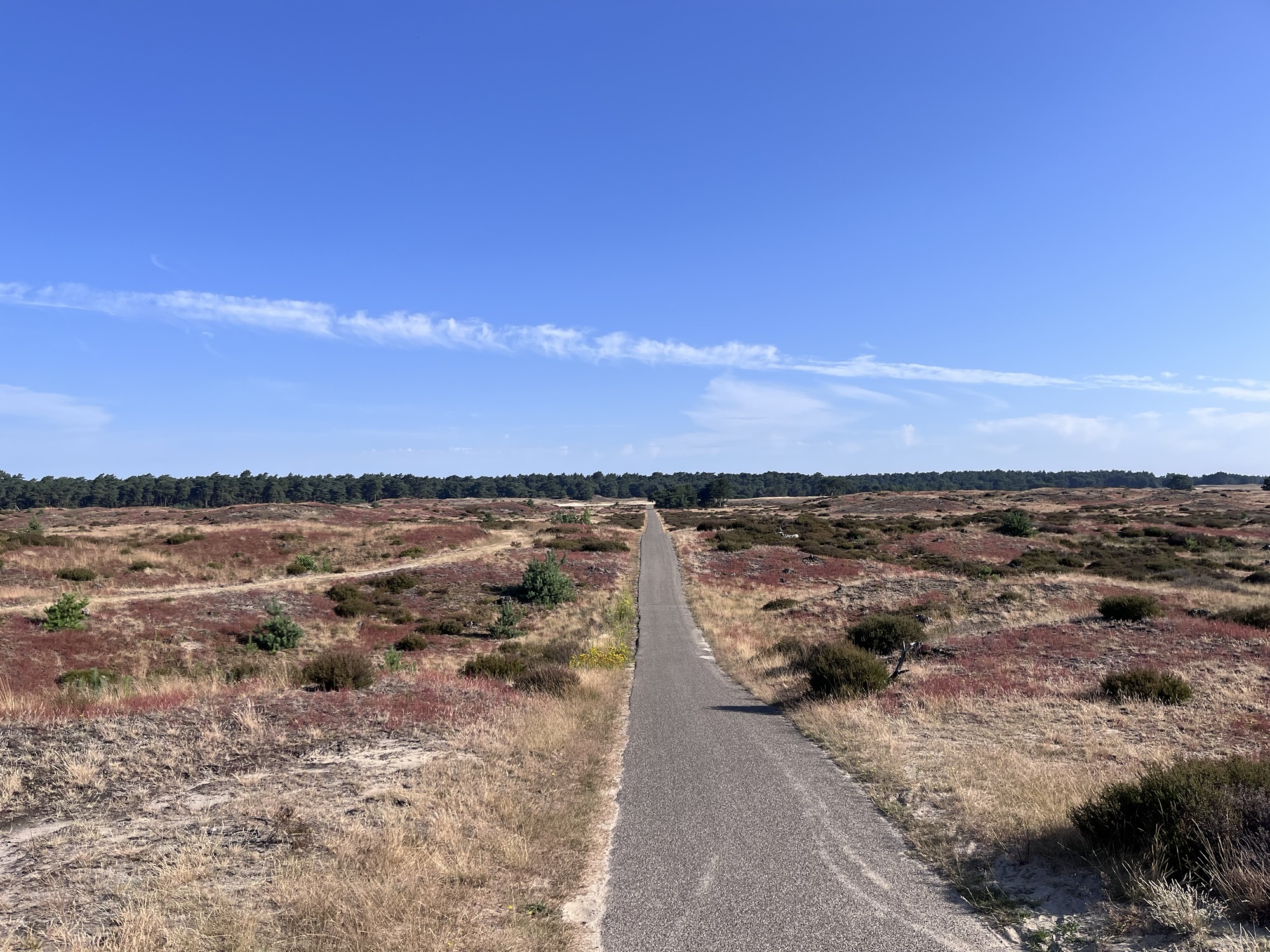 Hoge Veluwe National Park (Paesi Bassi)